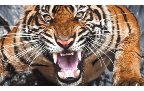 Au top les Tigres du KCC à la Ligue.